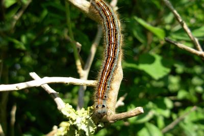<i>Malacosoma neustria</i>