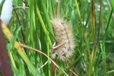 <i>Diaphora mendica</i>