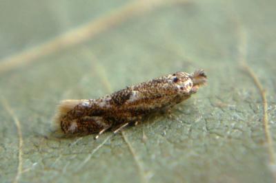 <i>Bucculatrix bechsteinella</i>