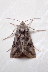 <i>Autographa gamma</i>