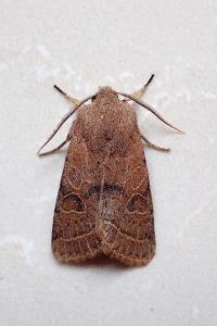 <i>Orthosia cerasi</i>