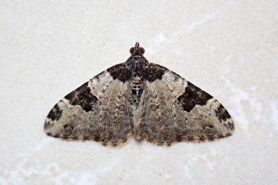 <i>Xanthorhoe fluctuata</i>