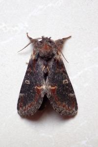 <i>Notodonta dromedarius</i>
