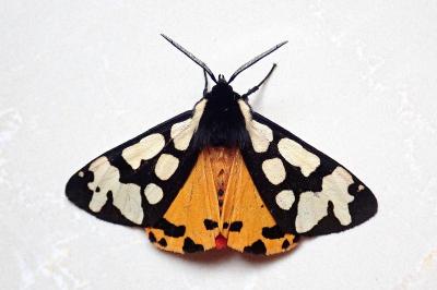 <i>Arctia villica</i>