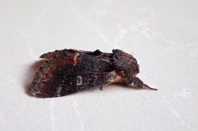 <i>Notodonta dromedarius</i>