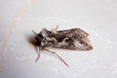<i>Autographa gamma</i>