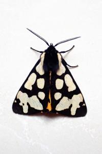 <i>Arctia villica</i>