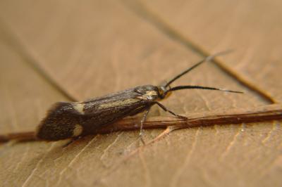 <i>Esperia sulphurella</i>
