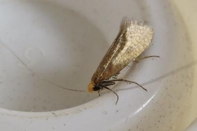 <i>Nematopogon adansoniella</i>
