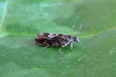 <i>Pammene argyrana</i>