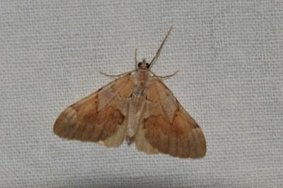 <i>Pennithera firmata</i>