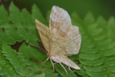 <i>Cepphis advenaria</i>