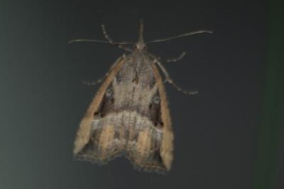 <i>Hypena rostralis</i>