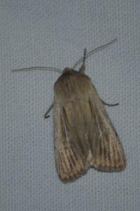 <i>Leucania comma</i>
