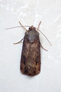 <i>Agrotis ipsilon</i>