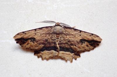 <i>Menophra abruptaria</i>