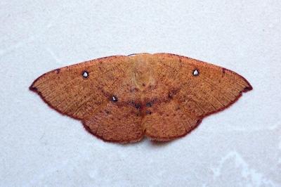 <i>Cyclophora puppillaria</i>