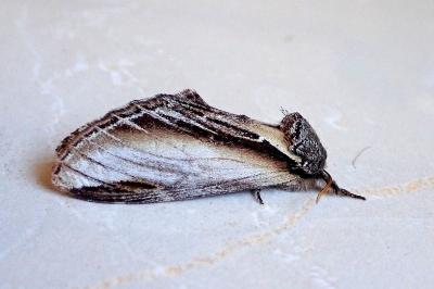 <i>Pheosia tremula</i>