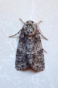 <i>Acronicta rumicis</i>