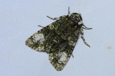 <i>Craniophora ligustri</i>