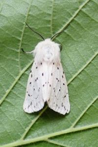 <i>Spilosoma lubricipeda</i>