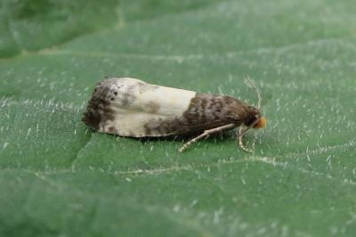 <i>Notocelia cynosbatella</i>