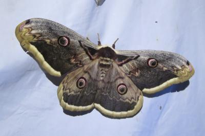 <i>Saturnia pyri</i>