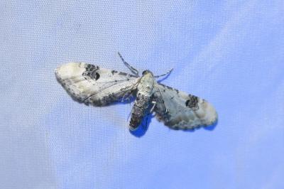 <i>Eupithecia centaureata</i>