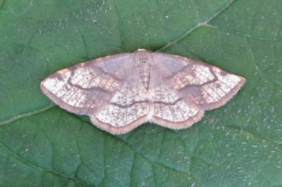<i>Stegania trimaculata</i>