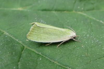 <i>Earias clorana</i>