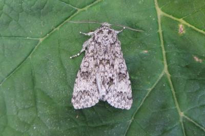 <i>Acronicta megacephala</i>