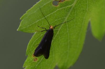 <i>Spuleria flavicaput</i>