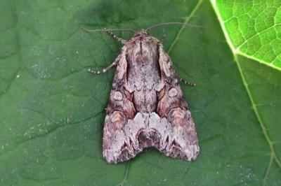<i>Lacanobia w-latinum</i>