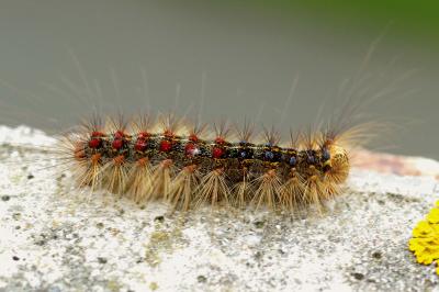 <i>Lymantria dispar</i>