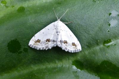 <i>Scopula ornata</i>