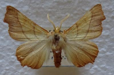 <i>Ennomos fuscantaria</i>