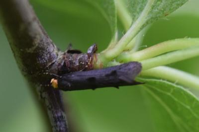 <i>Spuleria flavicaput</i>