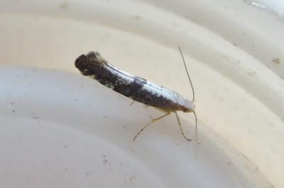 <i>Argyresthia spinosella</i>
