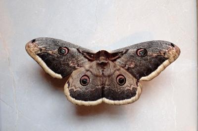 <i>Saturnia pyri</i>