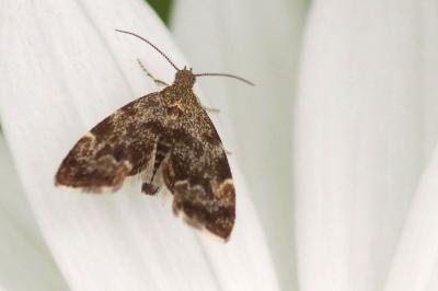 <i>Anthophila fabriciana</i>