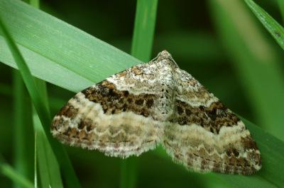 <i>Epirrhoe alternata</i>