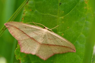 <i>Timandra comae</i>