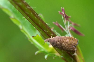 <i>Dichrorampha</i>