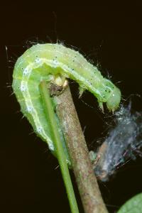 <i>Cosmia trapezina</i>