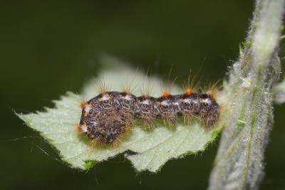 <i>Euproctis chrysorrhoea</i>