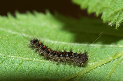 <i>Lymantria dispar</i>