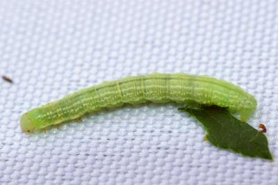 <i>Operophtera brumata</i>