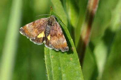 <i>Panemeria tenebrata</i>