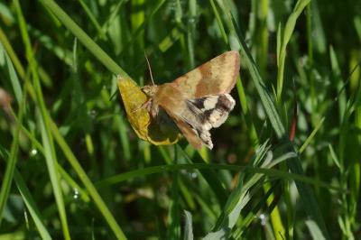 <i>Heliothis viriplaca</i>