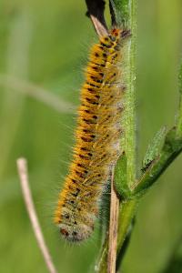 <i>Lasiocampa trifolii</i>